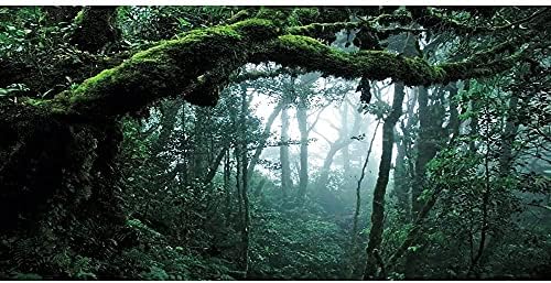 AWERT 24x12 cm Mély Erdő Terrárium Háttér Ködös Esőerdő Akvárium Háttér Zöld Fa Hüllő Élőhely Háttér Vinil
