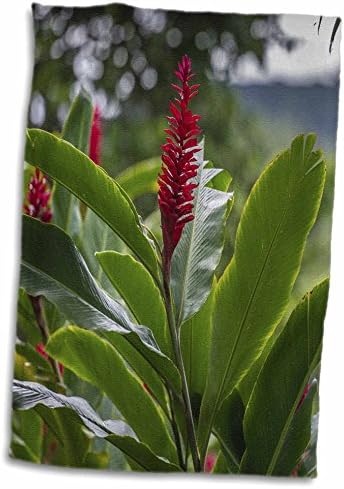 3dRose Alpinia purpurata, Hanalei, Hawaii, Kauai, Piros Gyömbér - Törölköző (twl-278939-3)