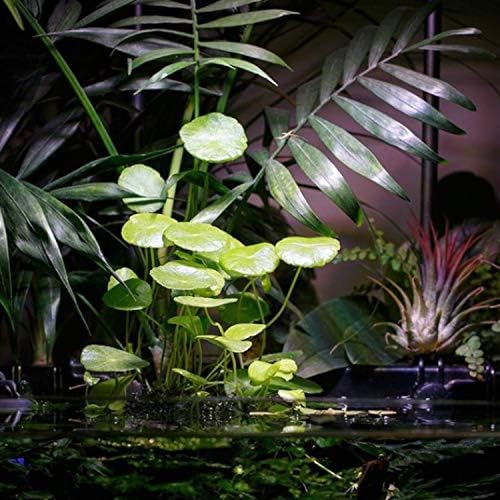 Planterest - Hydrocotyle Verticillata Cserepes, Élő Akvárium Növény a Trópusi Édesvízi Dekoráció BUY2GET1FREE
