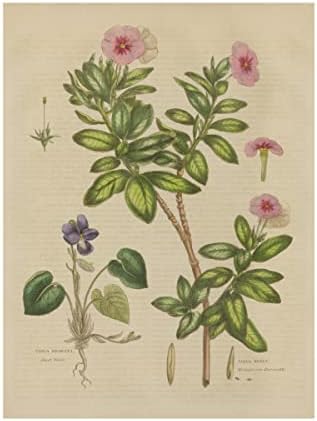Védjegy képzőművészeti 'Növényi Botanikus XIX' Vászon Művészet által Vad Alma Portfólió