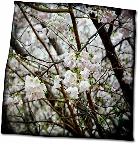 3dRose Virágzó Apple Blossoms egy fotót az apple virágokat, rügyek, Törölköző (twl-212334-3)