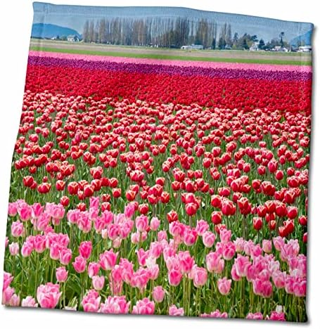 3dRose USA, Washington. Mező tarka tulipánok. - Törülközők (twl-190562-3)