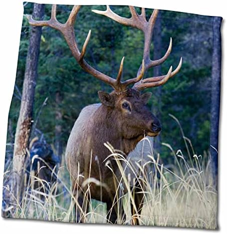 3dRose Danita Delimont - Elk - Rocky Mountain Bika Elk - Törölköző (twl-257438-3)