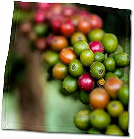 3dRose Danita Delimont - Élelmiszer - Afrika, Arusha, Tanzánia, coffee plantation - Törölköző (twl-256970-3)